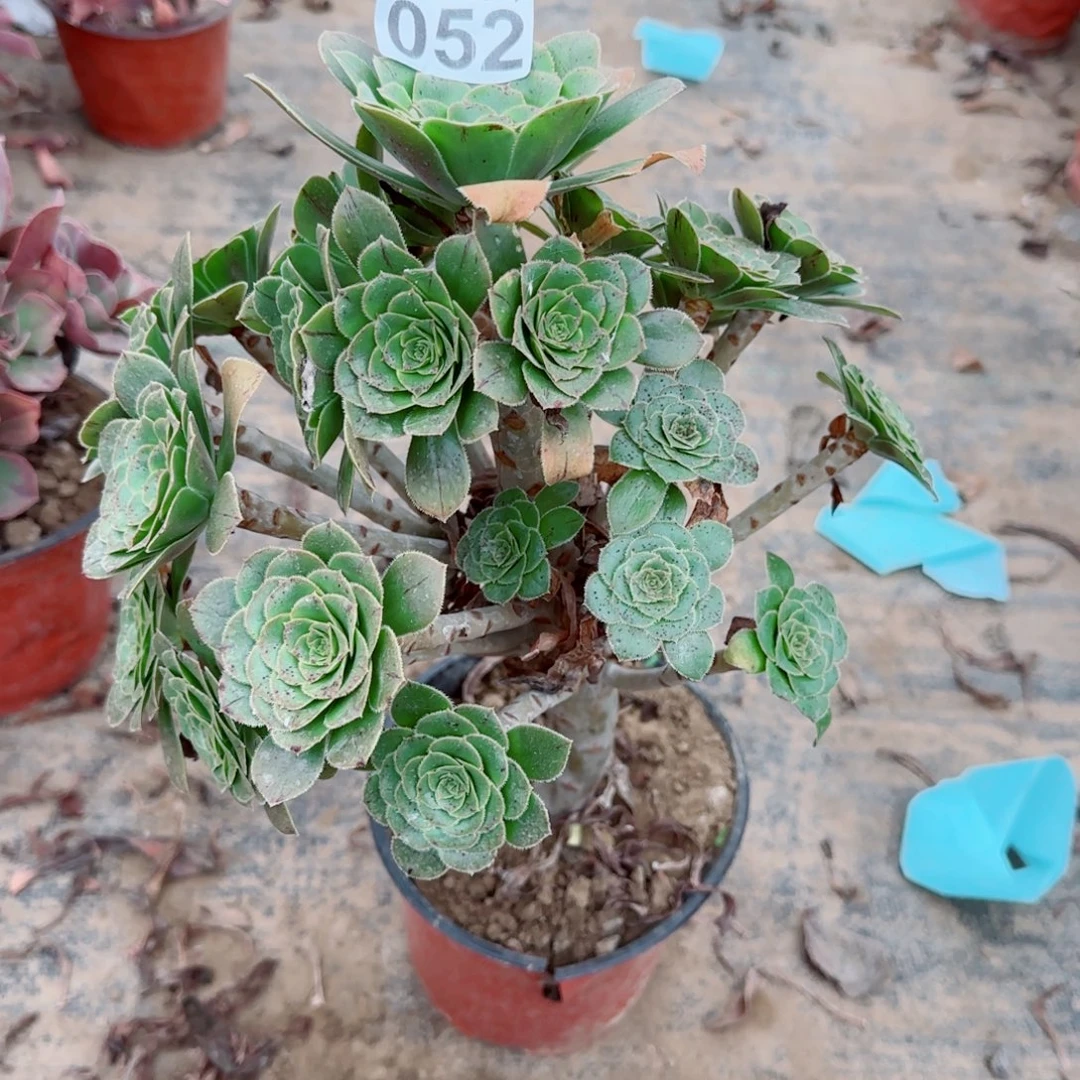绿豆052满20包邮断枝不包