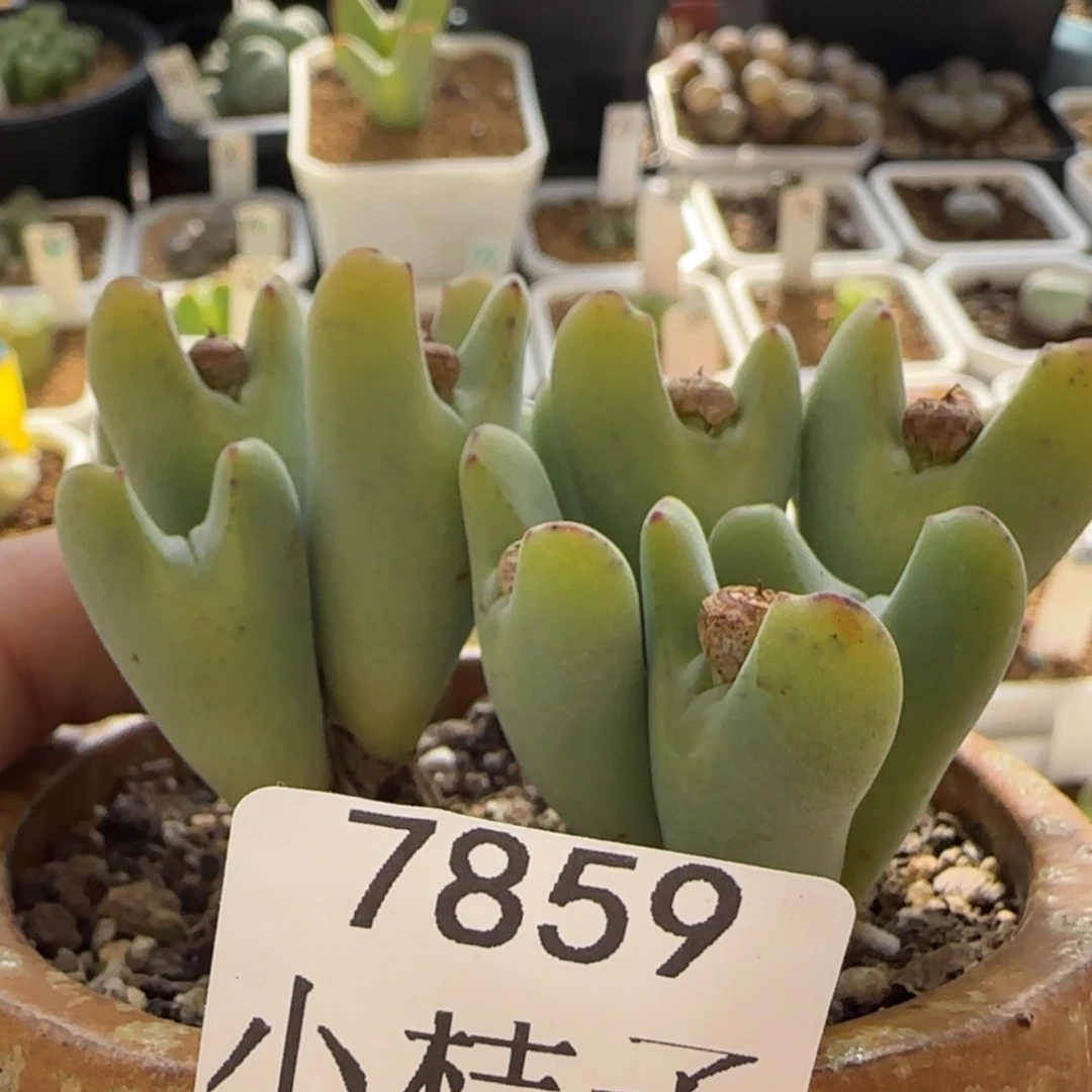 【闪购商品】i*包7859