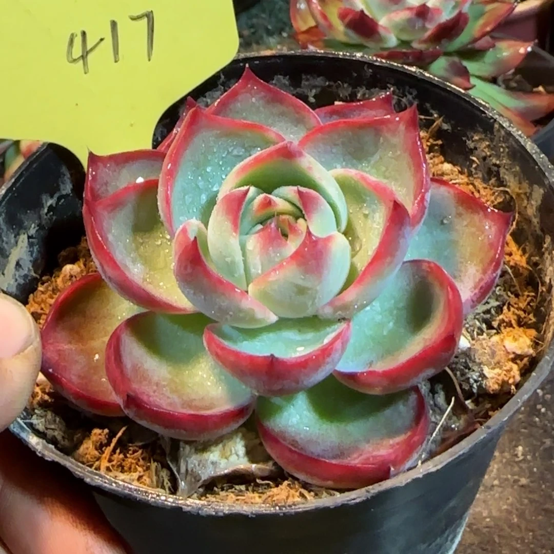 玫瑰惊鸿一物一拍包装收缩花旱417