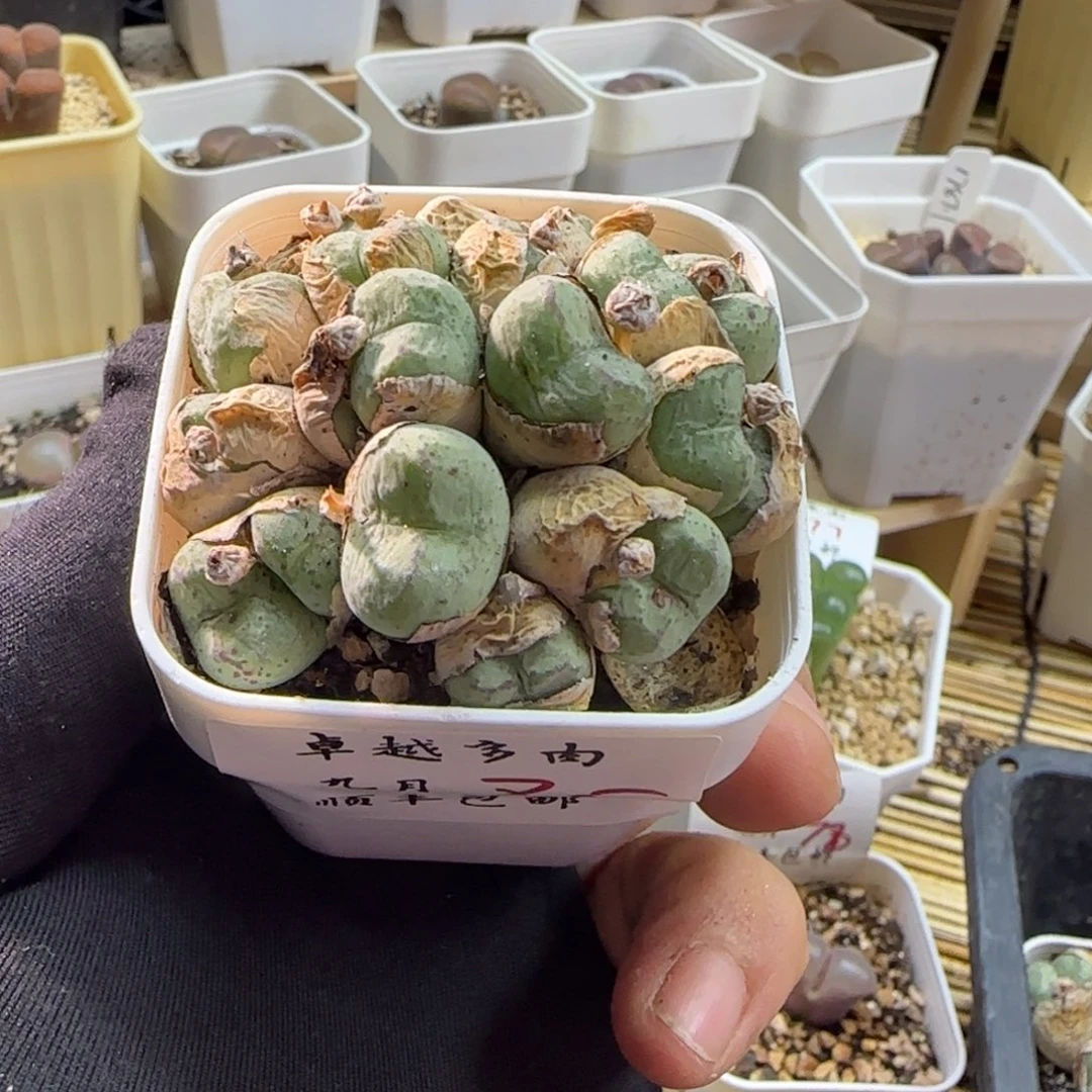 顺丰包邮一物一拍-85