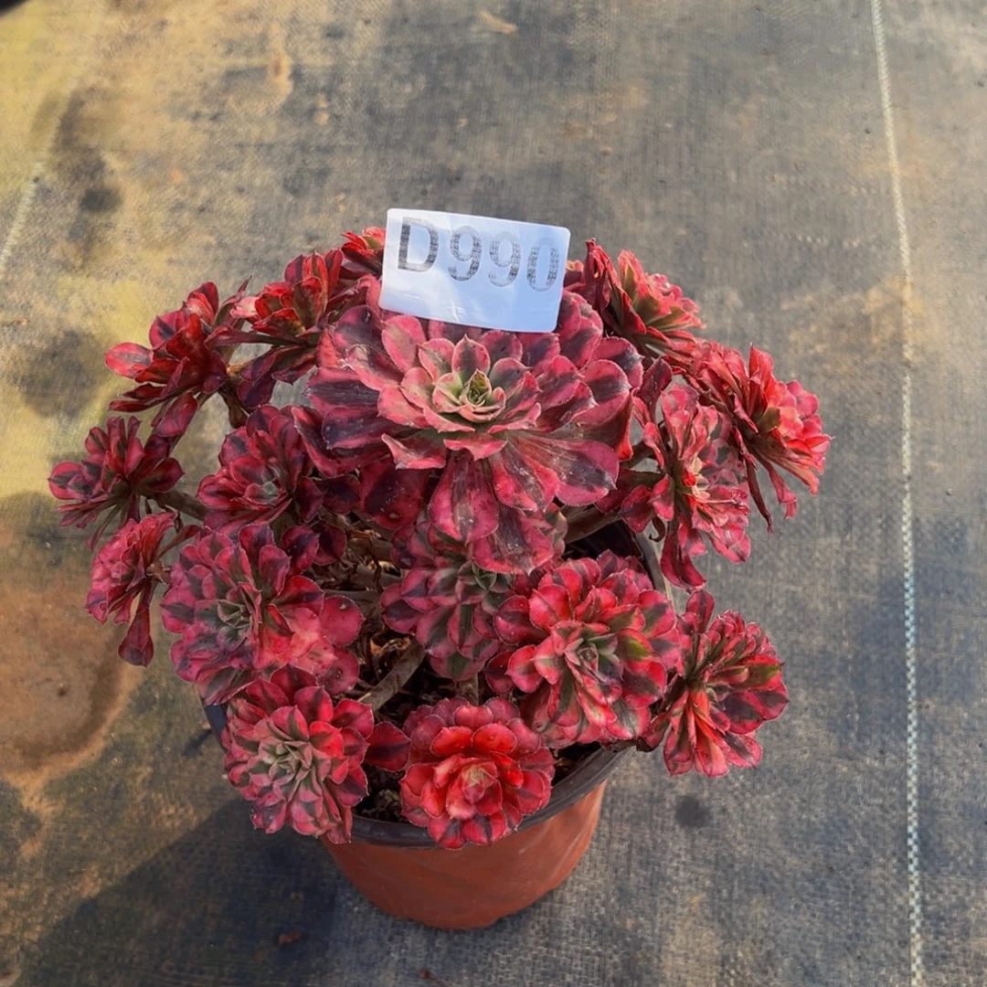 颜***溪无花朵红铜超白990