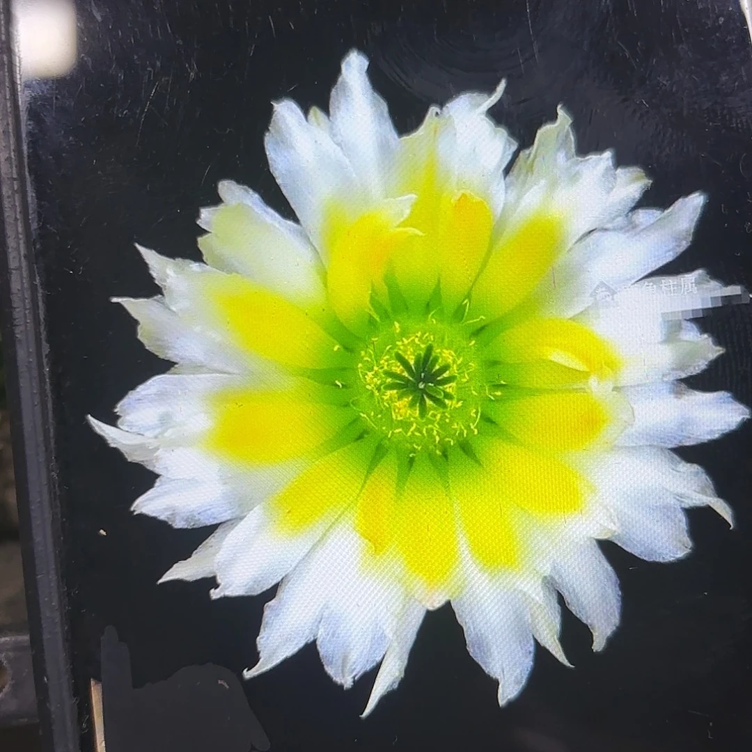 御琪虾侧牙20包邮48