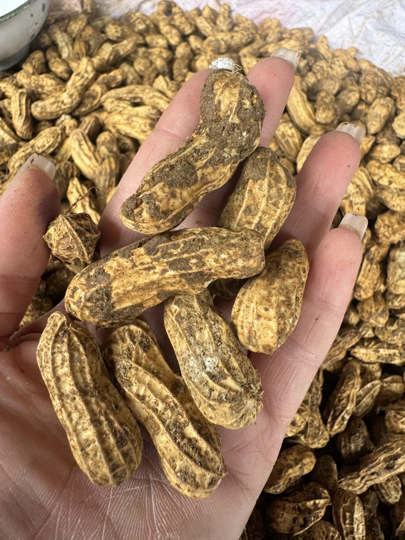 云南花生新鲜带壳现挖湿花生颗粒饱满原味——9——