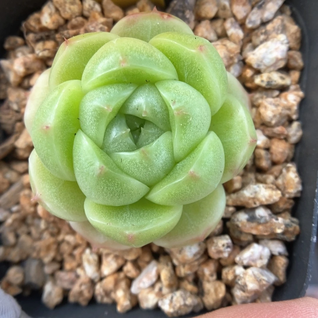 油透麦秆492号。