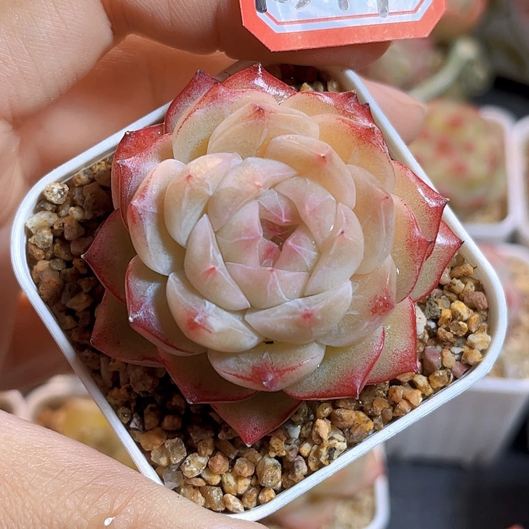 K344 折桃珍妮 满18包邮