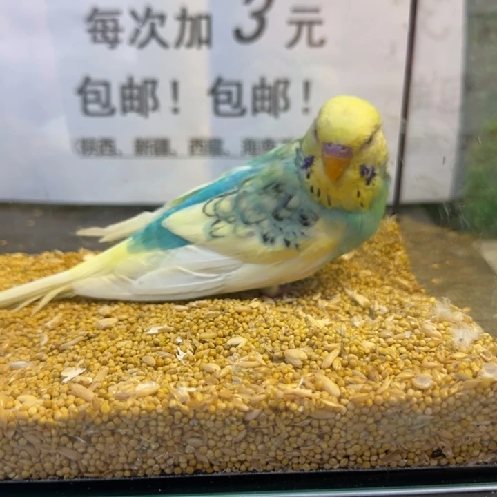 虎皮鹦鹉大头虎皮鹦鹉