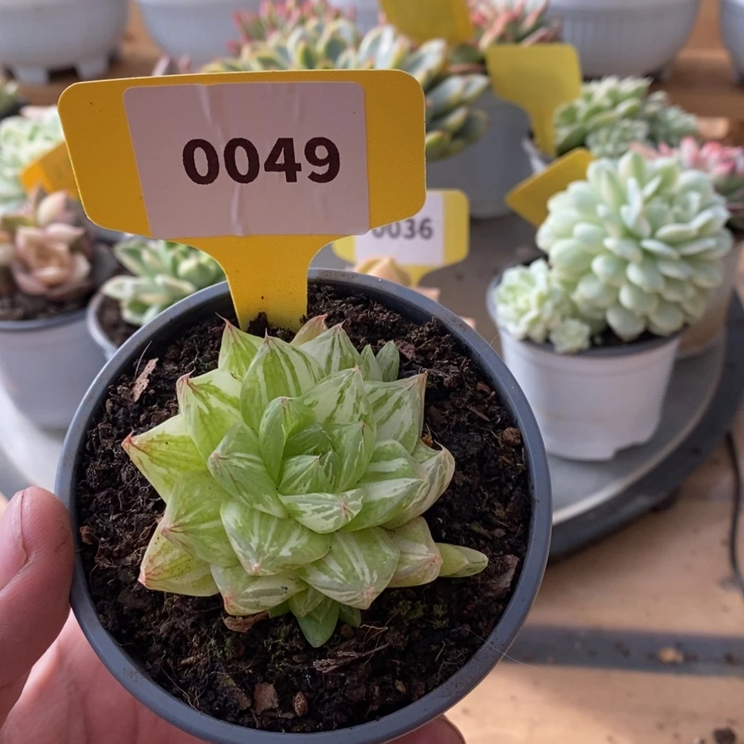 0049京之华哈哈哈