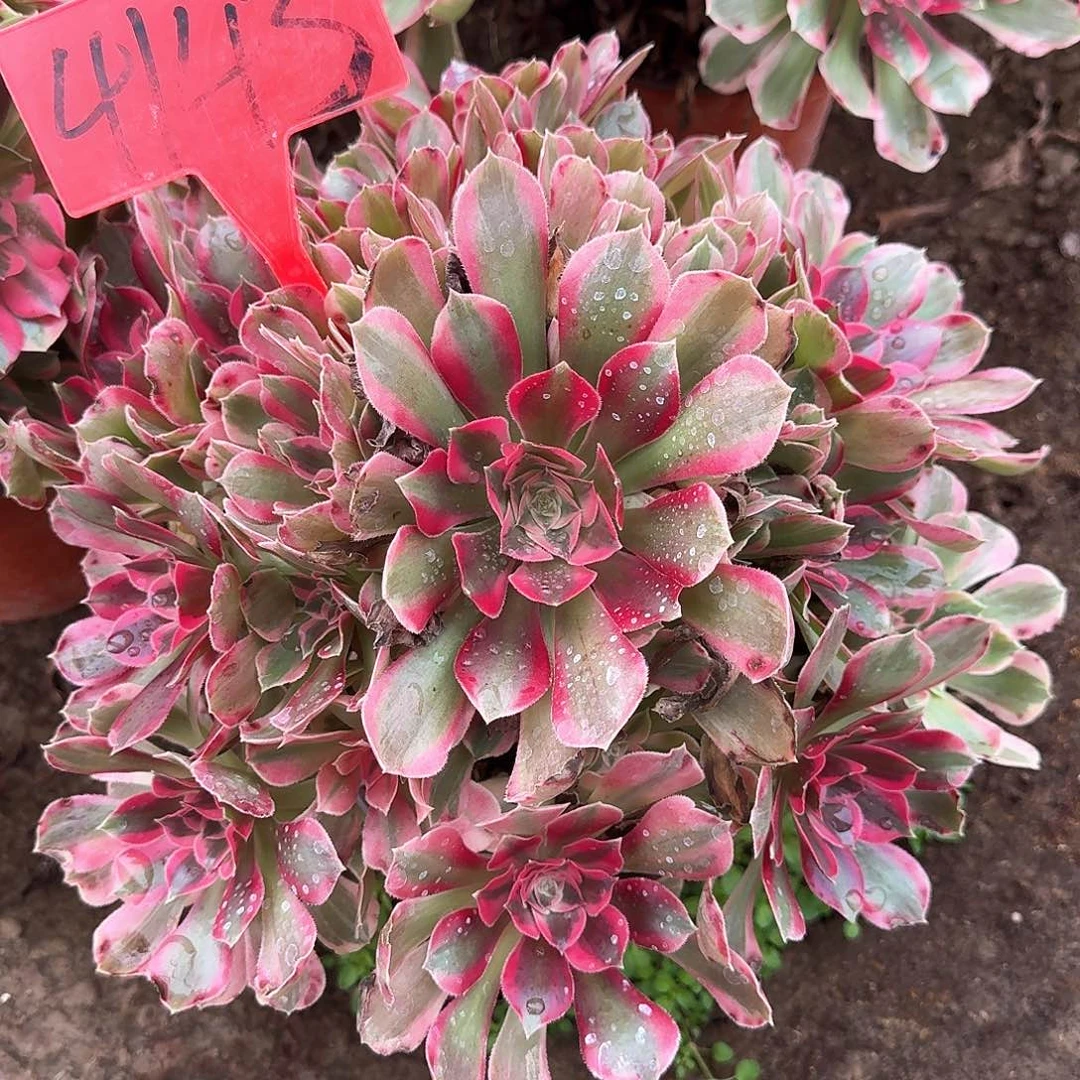 4143女郎多肉法师