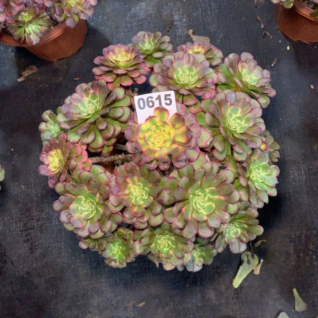 黑金刚615法师多肉植物55000000