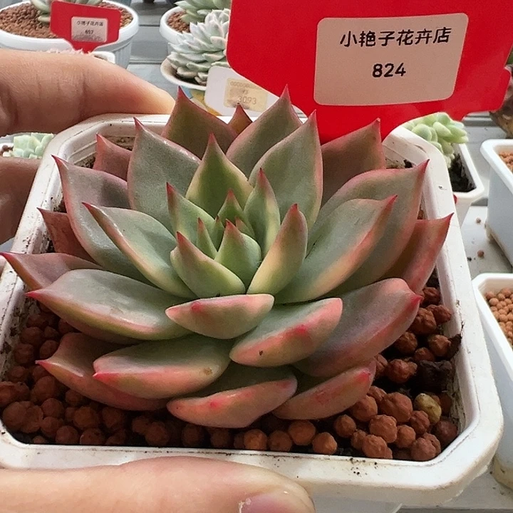 824号卡梅拉锦多肉