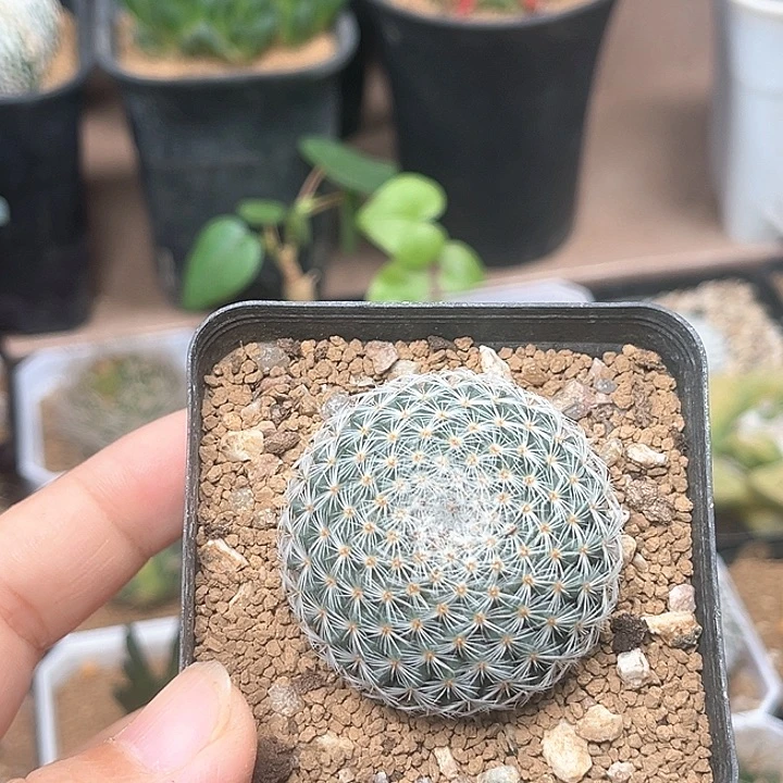 雪顶希望丸实生球一颗