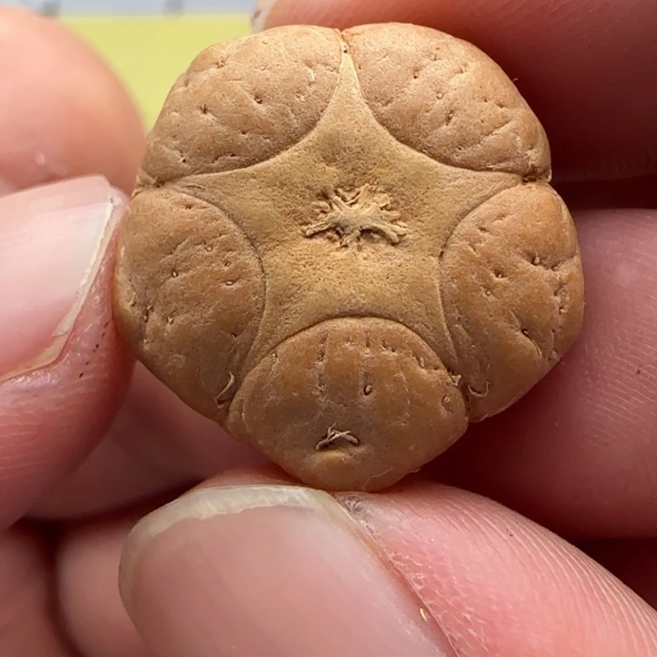 踏***星吊坠麒麟眼菩提21➕精品五星