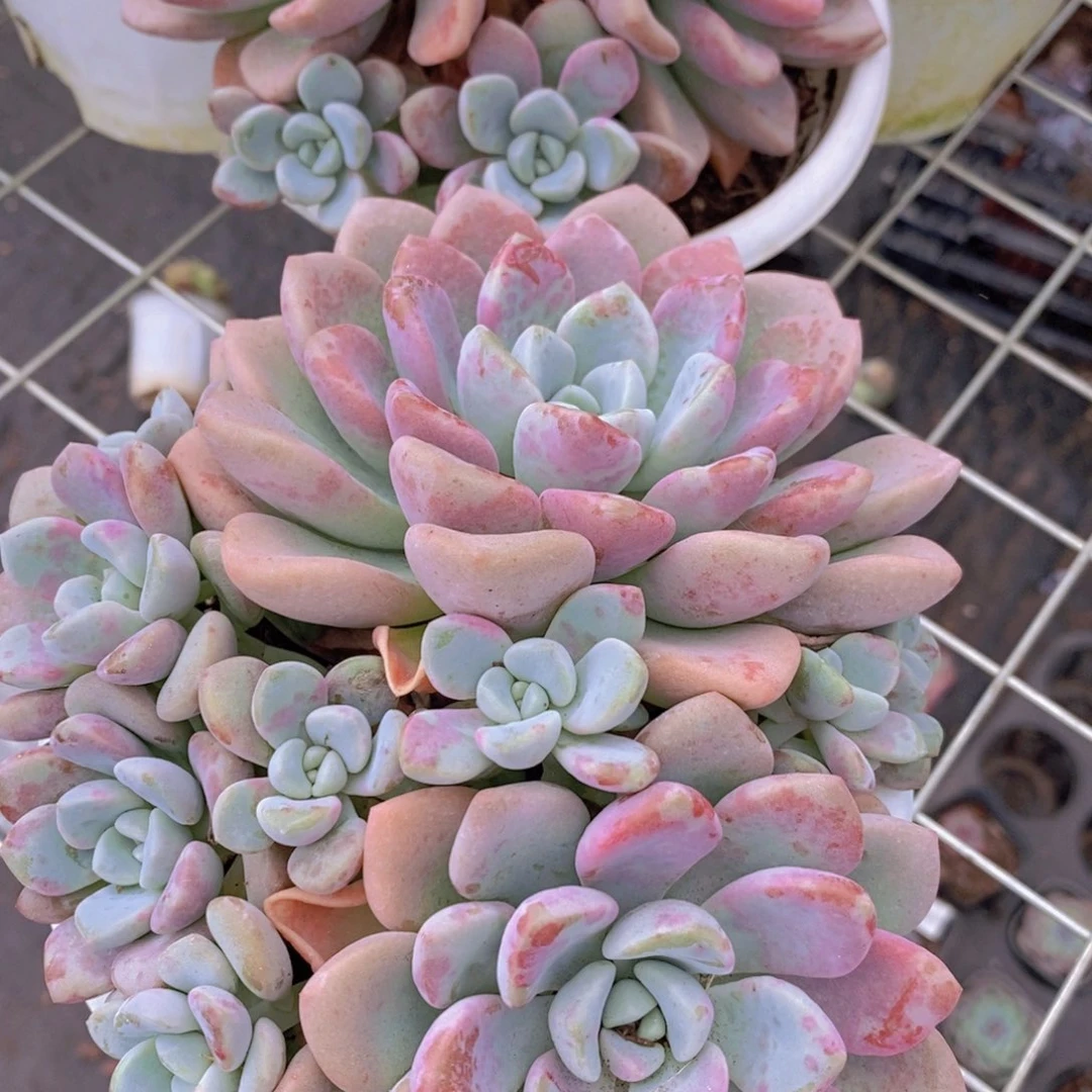 花斑鹿双头起发带崽