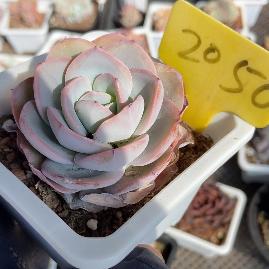 2050布鲁蓝多肉植物保护