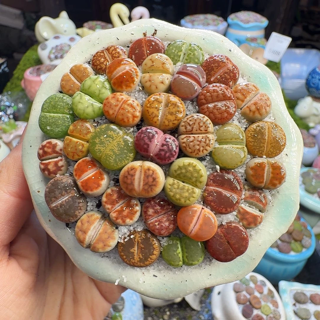 多肉葡萄的味道真的很1431