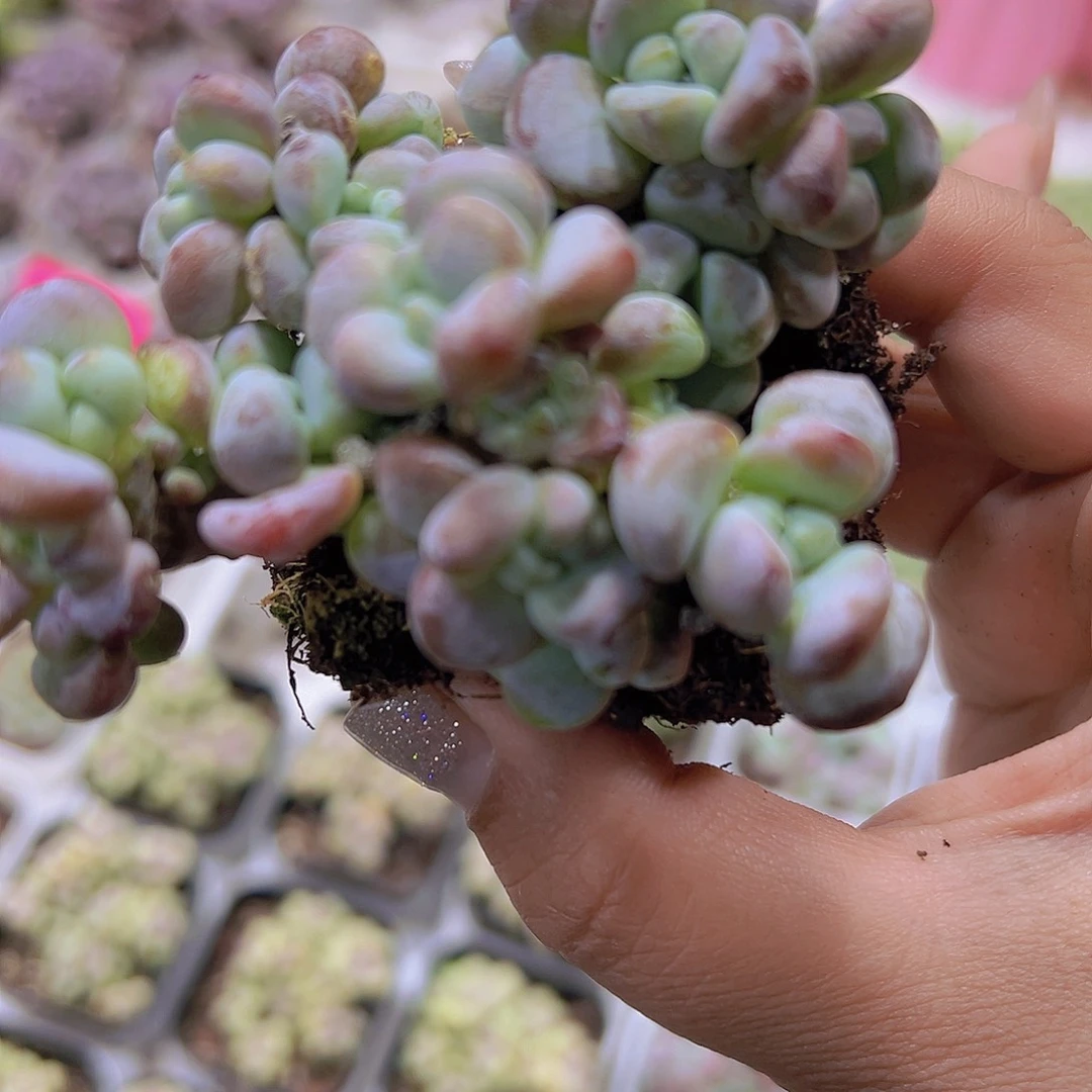 罗琦19包邮多肉植物