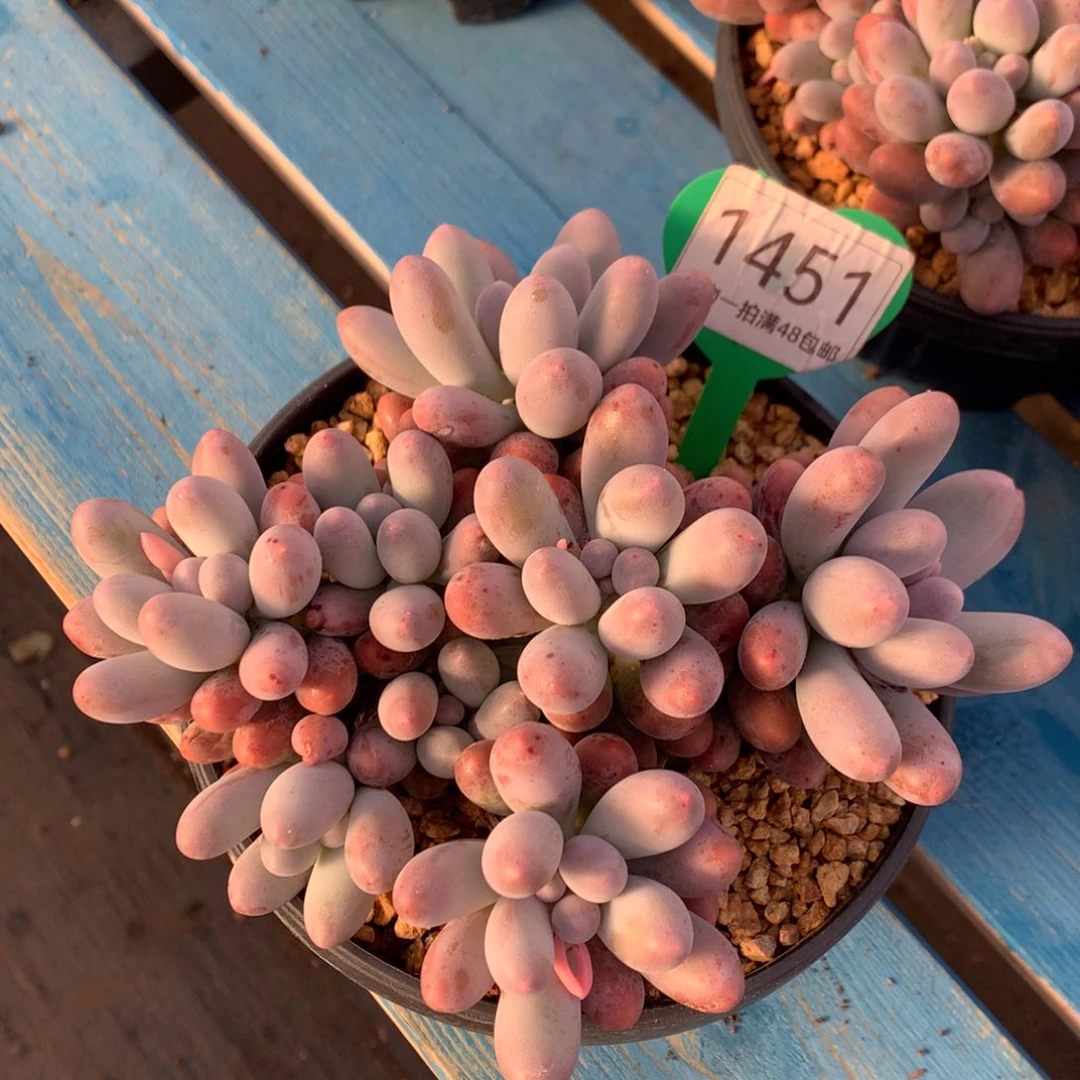 汤圆无砍开播福利1451