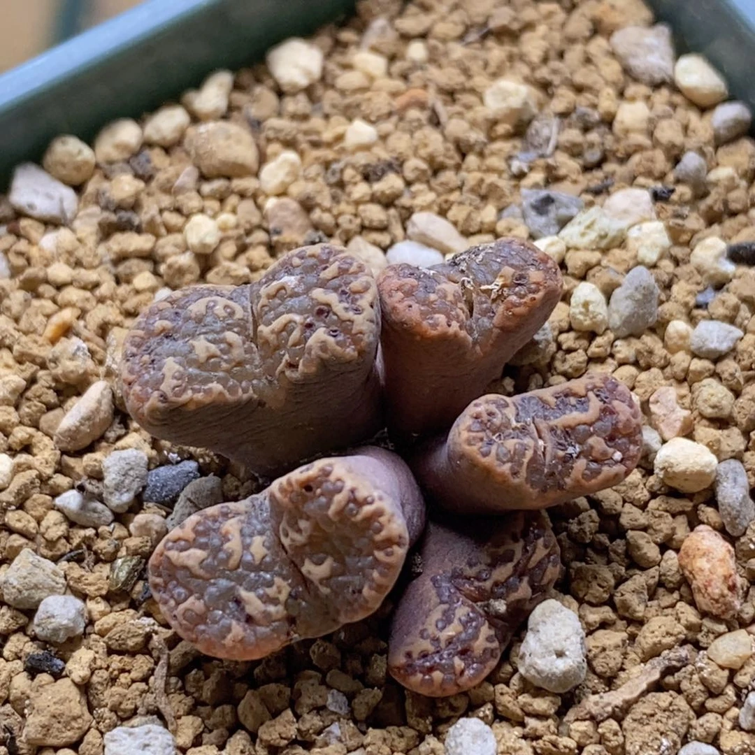 好看好看的泡泡勋章福利