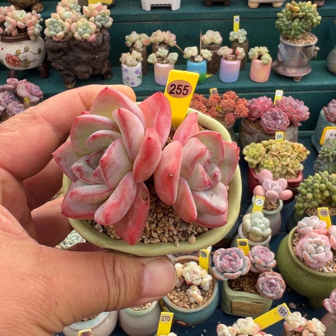 255号泡芙老桩无砍