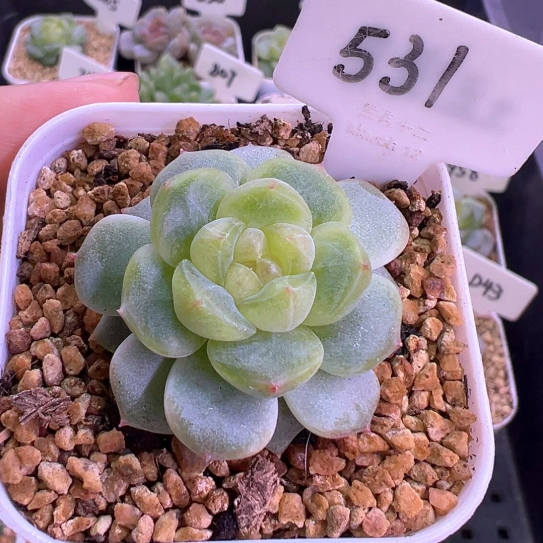 531号星楼 晗雨多肉
