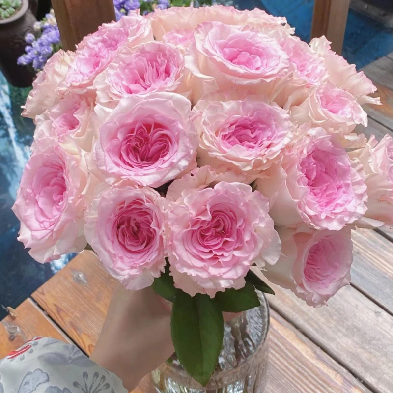 【洛神】精选洛神单头玫瑰家居摆放插花云南鲜花优质鲜切花