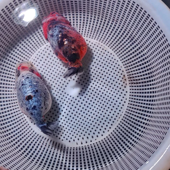用***7金鱼潘六叔精品麒麟