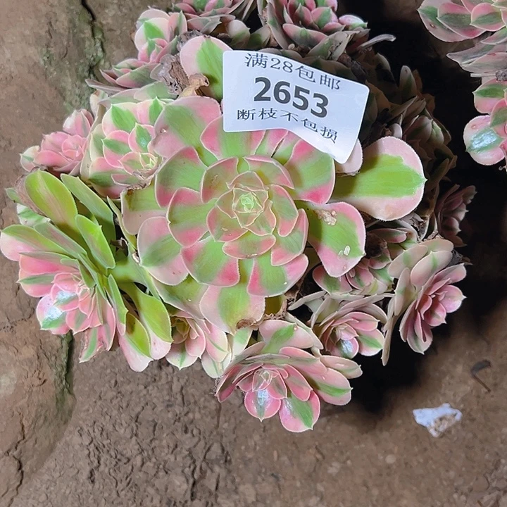 2653粉女巫多肉植物