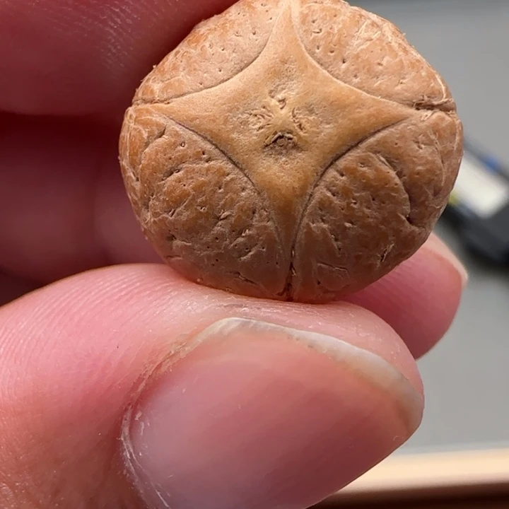 凤眼菩提吊坠尼泊尔18.1