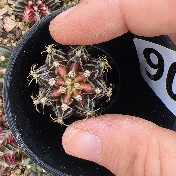 智***果当前无花栽培后可以开花902