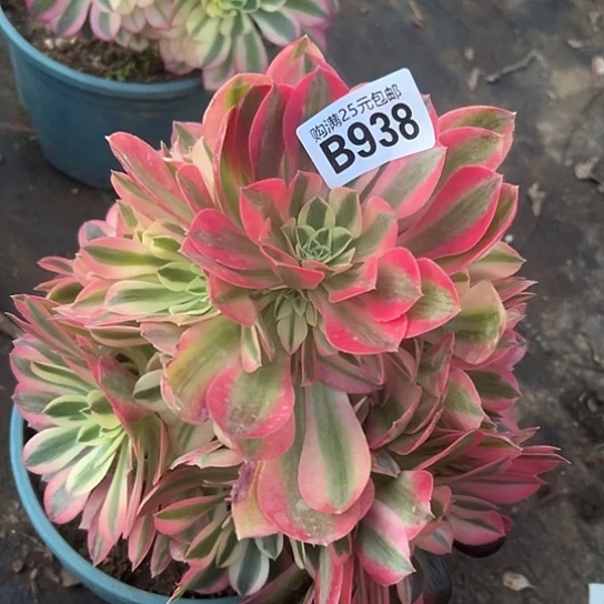 娇一颗多肉法师植物