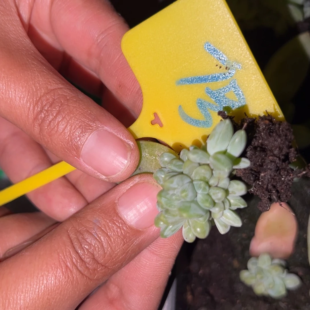 潇**族波光多肉植物7号150