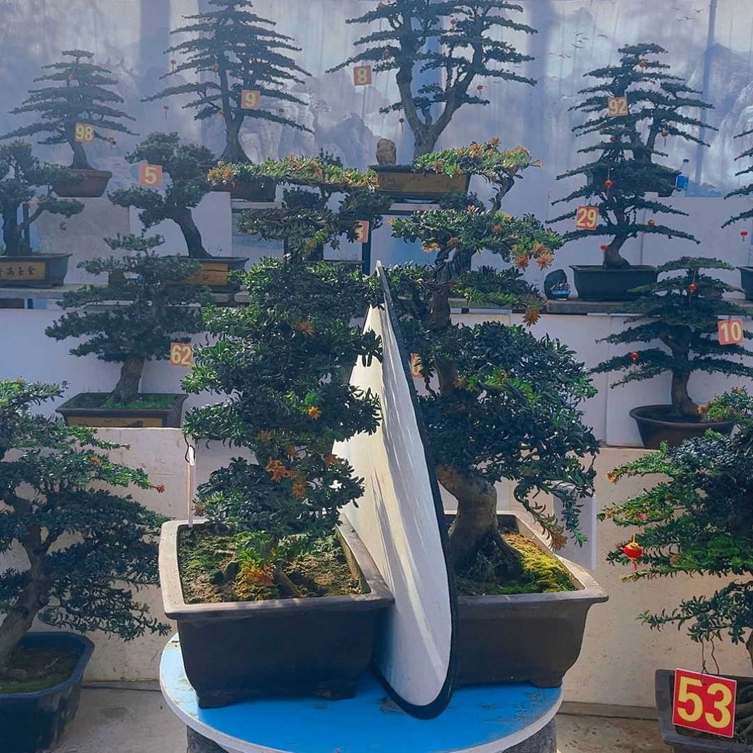 笔***者无花朵老桩老盆罗汉松