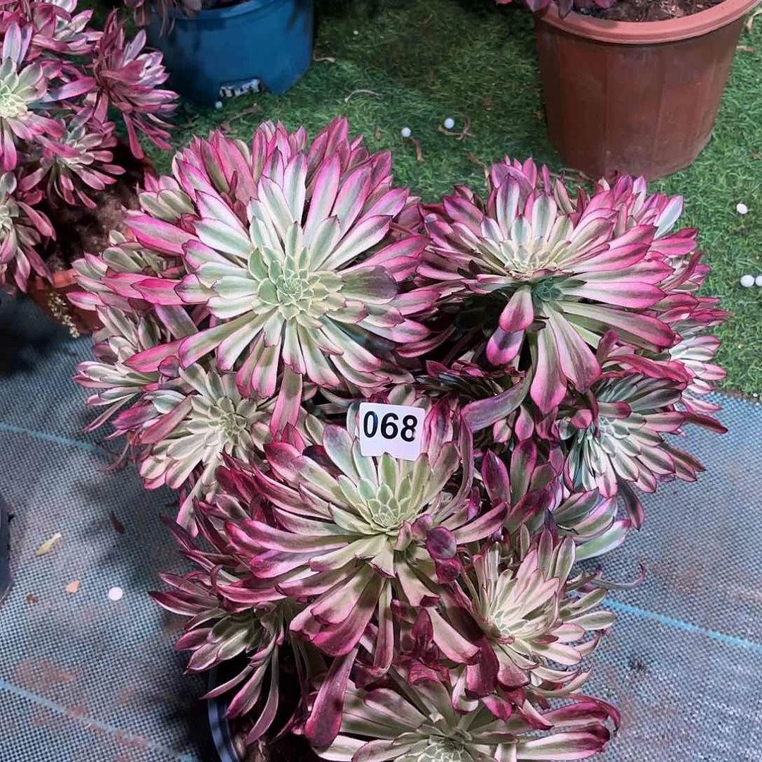 多肉法师仙墨068