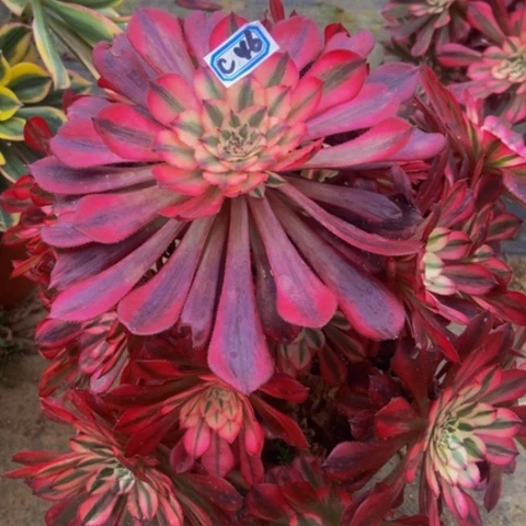 红同白多肉46多肉