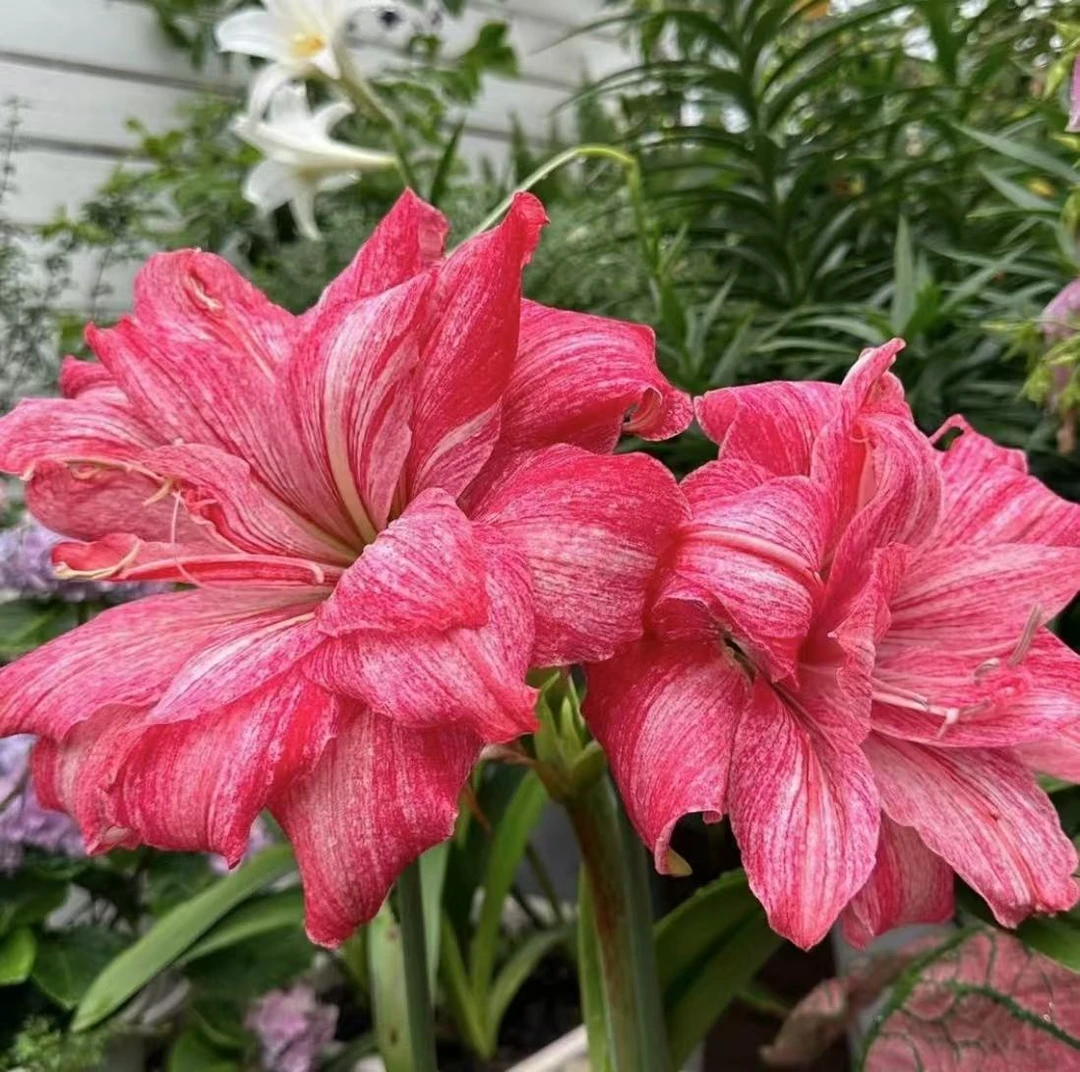 贵妇）现货 朱顶红种球重瓣大花基地自然球