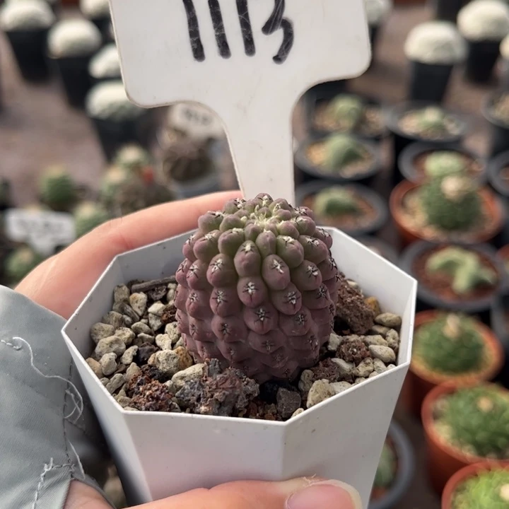 1113实生豹头好养皮实