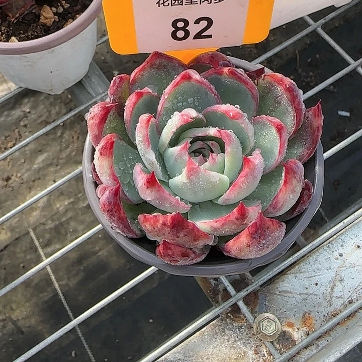 82 惊鸿仙子多肉植物6-9cm