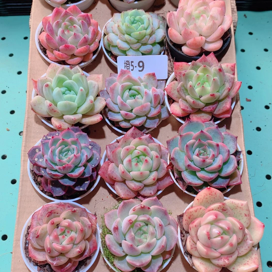 5-9一物一拍多肉带盆18颗
