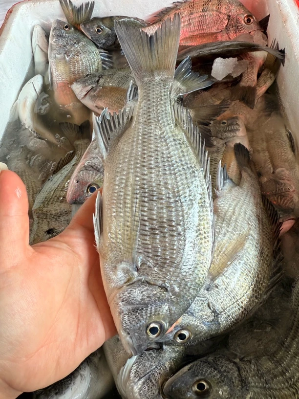 新鲜海鱼 腊鱼 黑腊鱼