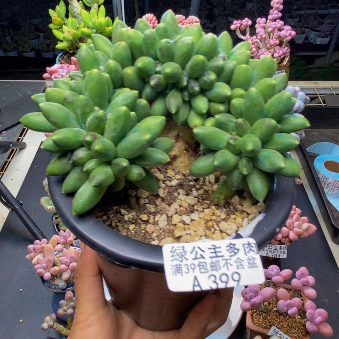 399香蕉树缀多肉10c m