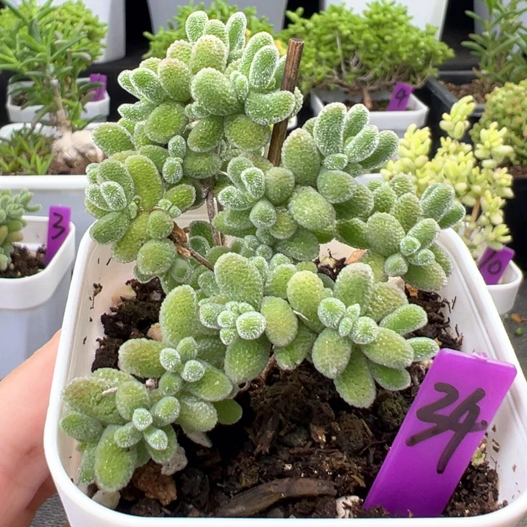 34号冰晶一物一拍