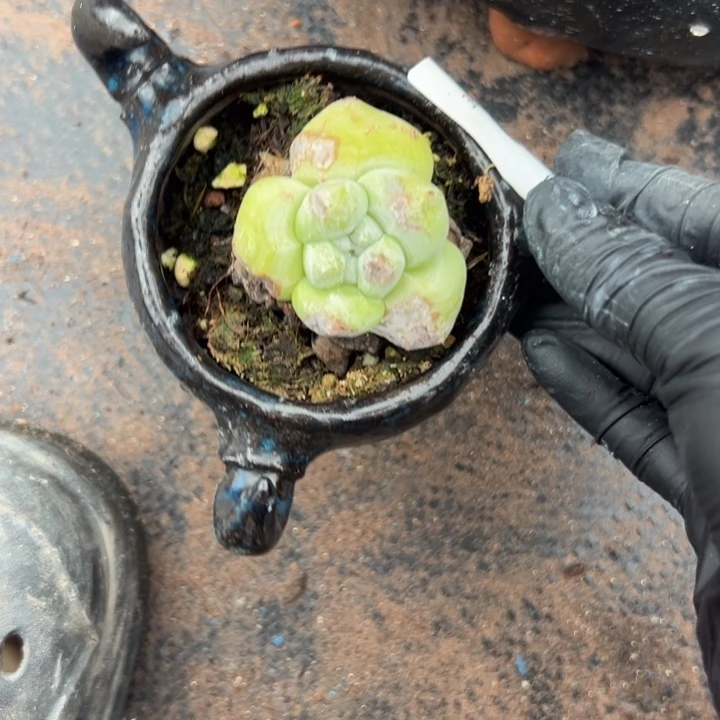 拇指带盆～一物一拍0850