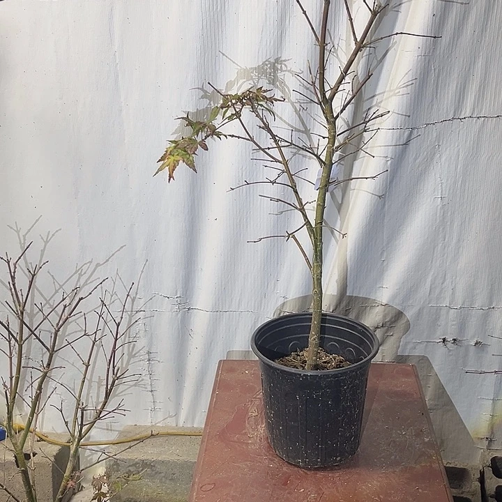 完全开放庭院枫树红千鸟枫树