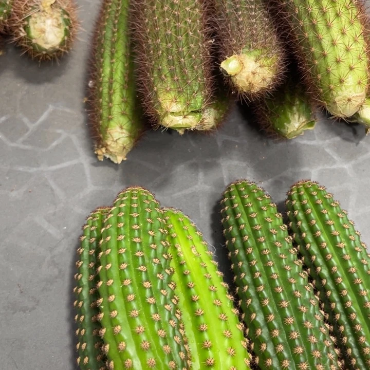 进口金妞金1测芽一个