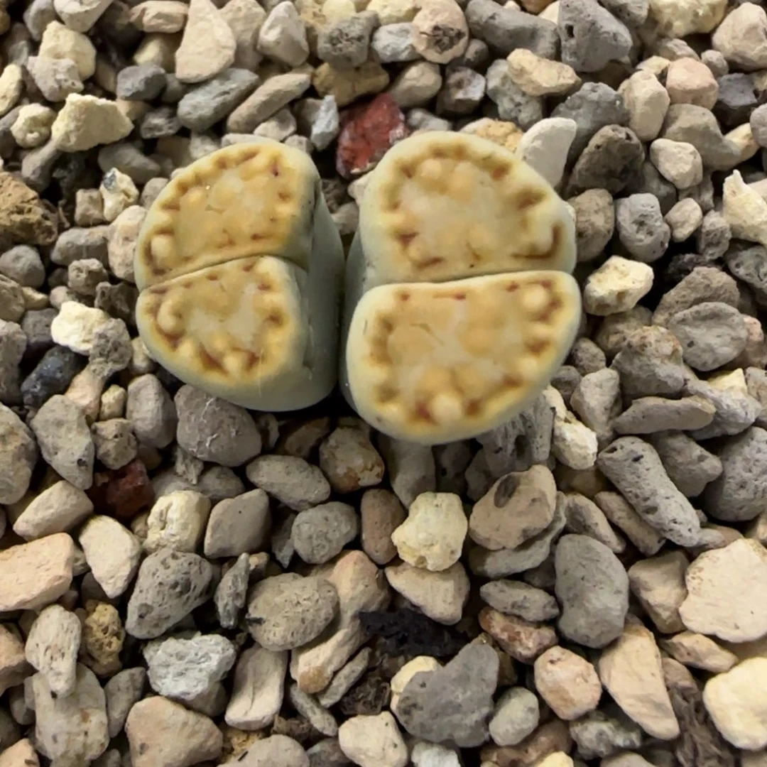 榴***莲榴莲生石花大棚直播