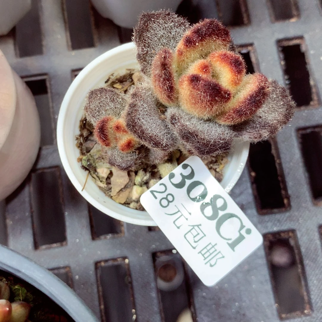 5厘米盆精控多肉308