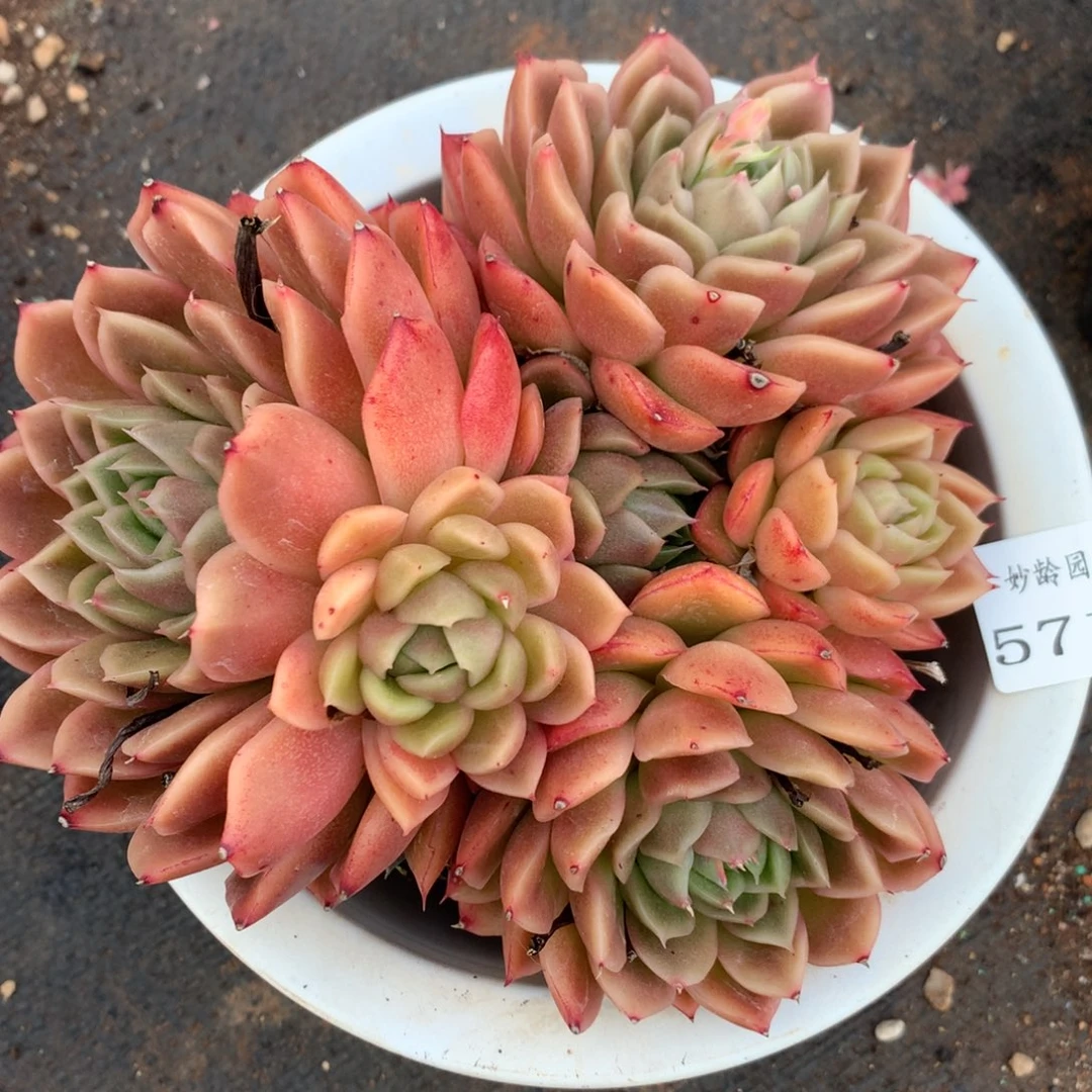 5710杂交精品基地14厘米