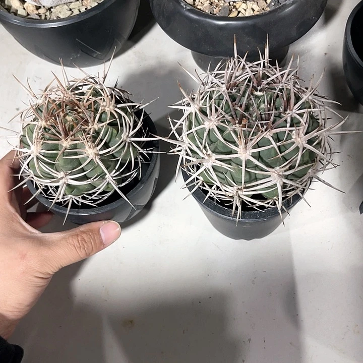 自***！仙人球仙人球开花