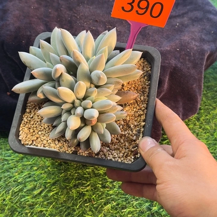 多肉植物彩胖体哥特缀390