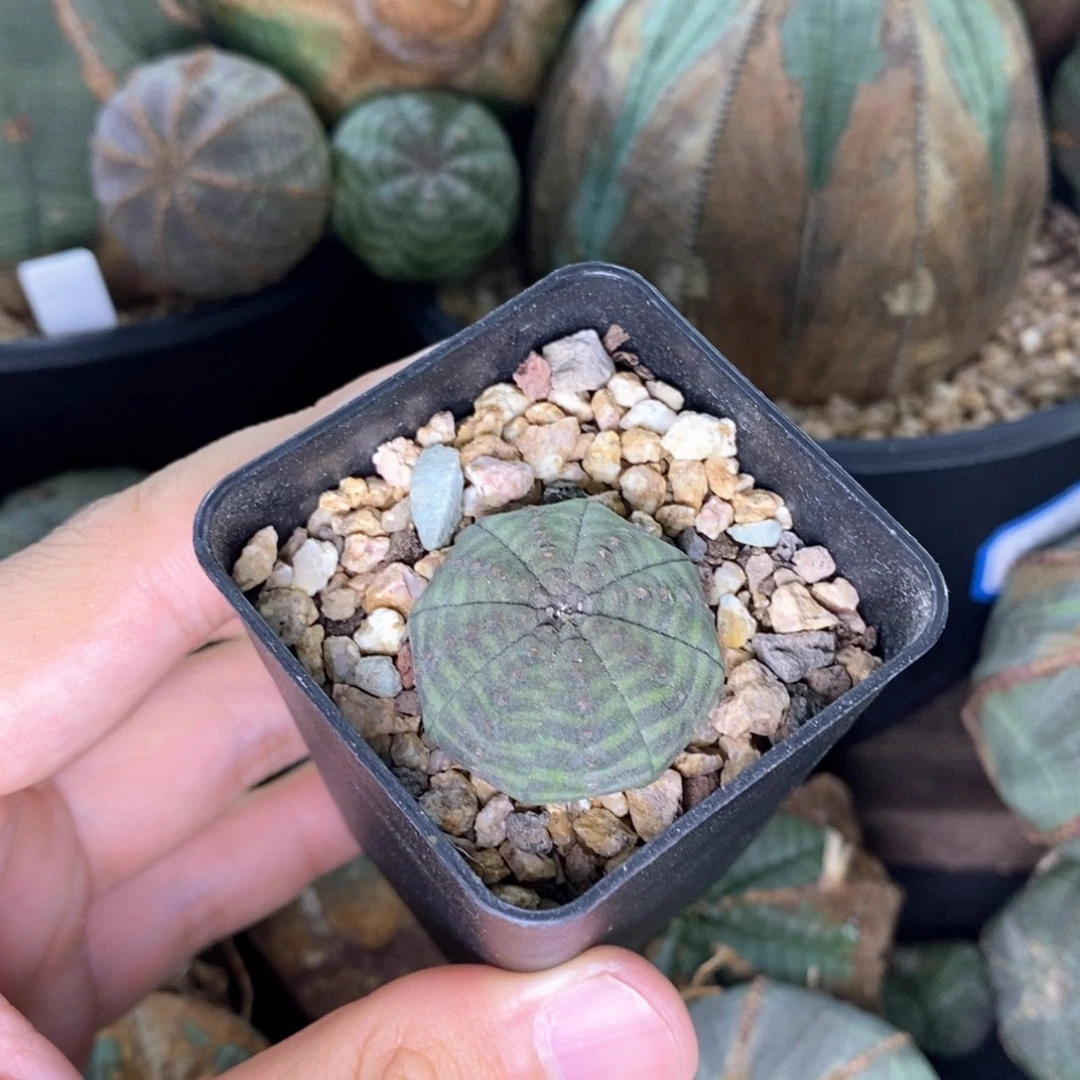 24 欧系实生布纹球多肉植物